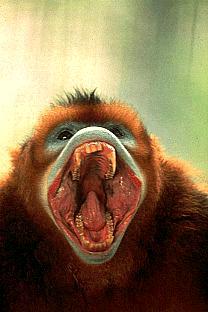 SDZ 0112-Golden Snub-nosed Monkey-Large Mouth.jpg