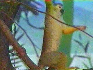 anim032-Squirrel Monkey.jpg