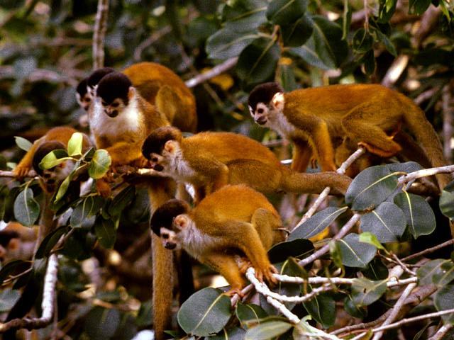 Squirrel Monkey01-Herd-On Tree.jpg
