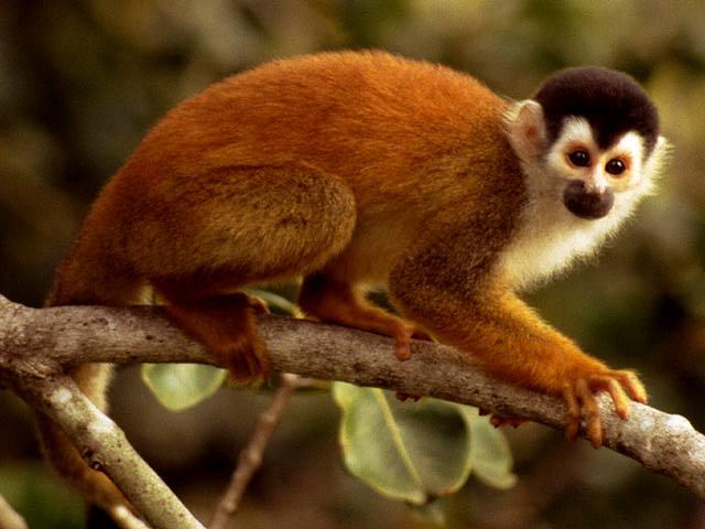 Squirrel Monkey02-On Tree.jpg