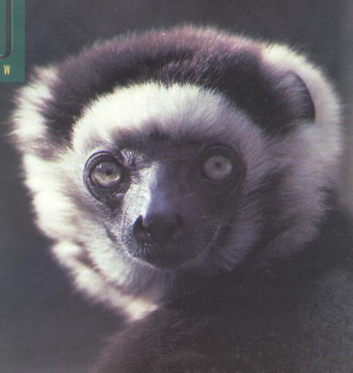 crowned lemur sifaka.jpg