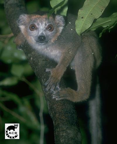 crowned lemur01.jpg