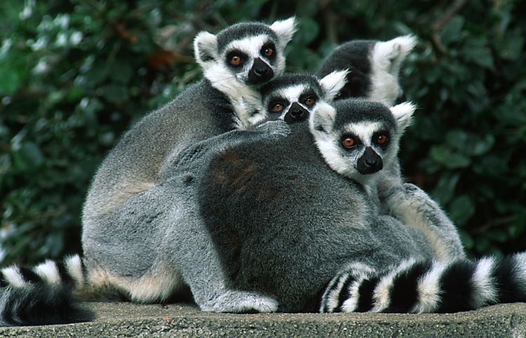 lemur2.jpg