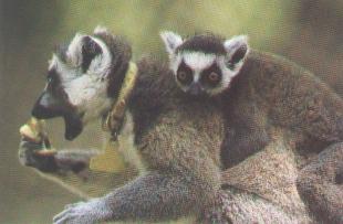 Ring-tailed Lemurs-baby on mom\'s back.jpg