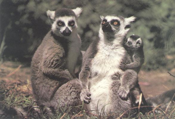 Ring-tailed Lemurs-Family-gang.jpg