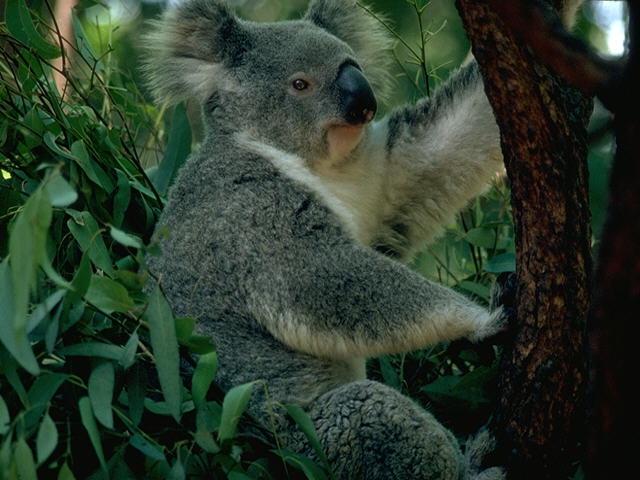 KOALA.JPG