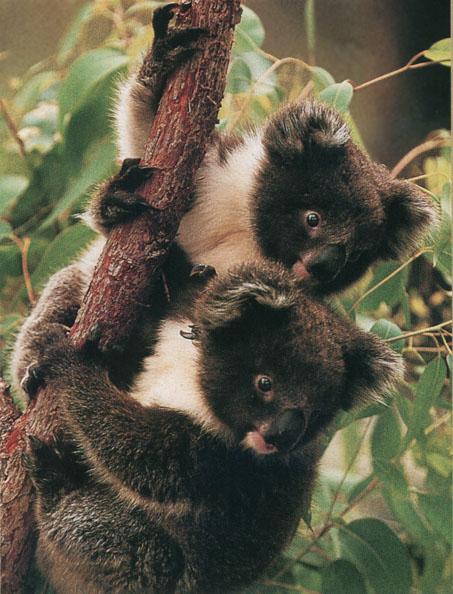 2 Young Koalas Australia-Hanging Tree looking Back.jpg