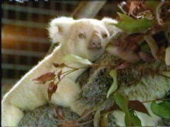 albino koala a-on tree.jpg