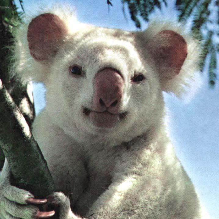 Albino Koala.jpg