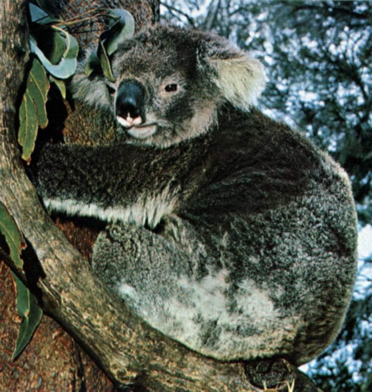 ausie pt5-Koala-Hanging trunk.jpg
