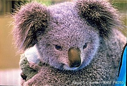 HNC-animal03-koala.jpg