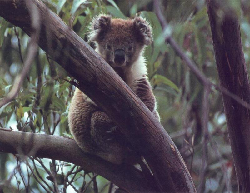 Koala In A Tree Photo Philip Green oz.jpg