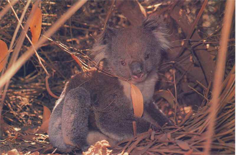 Koala Photo Colin Beard.jpg