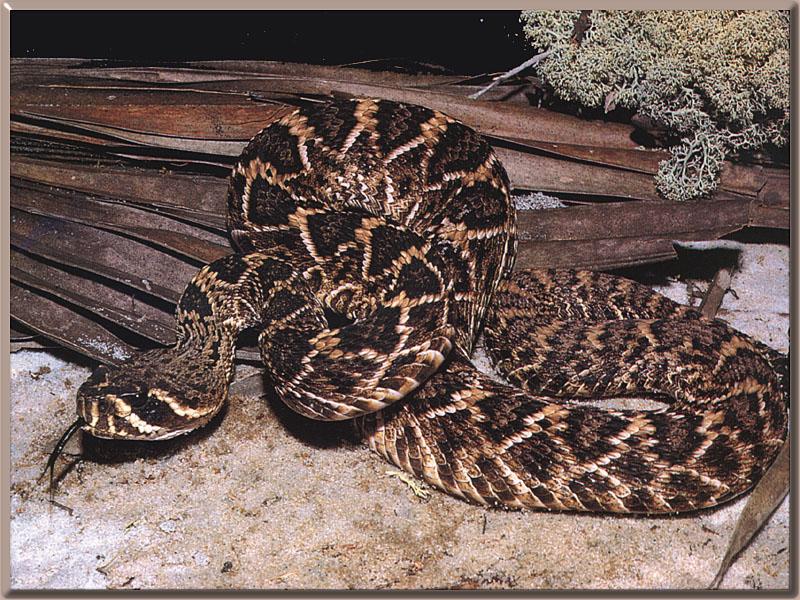 Eastern Diamondback Rattlesnake 01.jpg