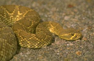 Rattlesnake-Crotalus ruber.jpg