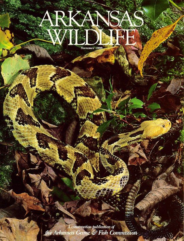 arwl293cov Timber rattler-rattlesnake.jpg