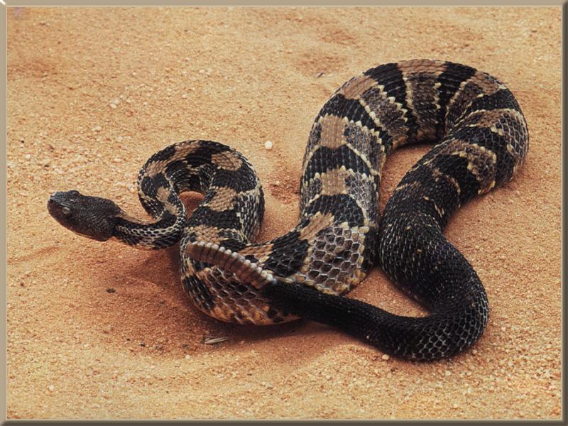 Timber Rattlesnake 01-On Sand.jpg