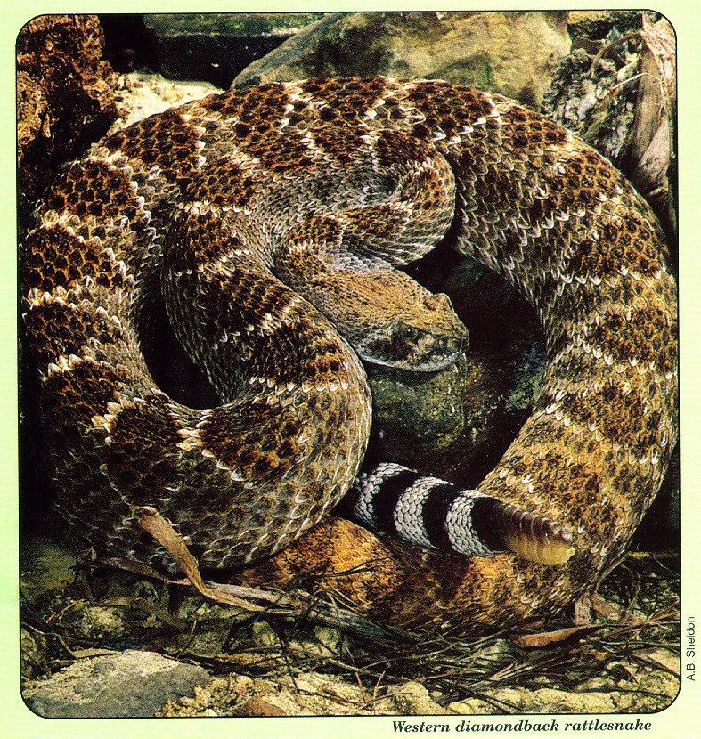 arwl293 Western diamondback rattlesnake.jpg