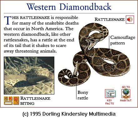 DKMMNature-Reptile-Western Diamondback Rattlesnake.gif