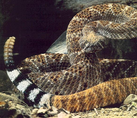 Rattler2-Western Diamondback Rattlesnake-Closeup.jpg