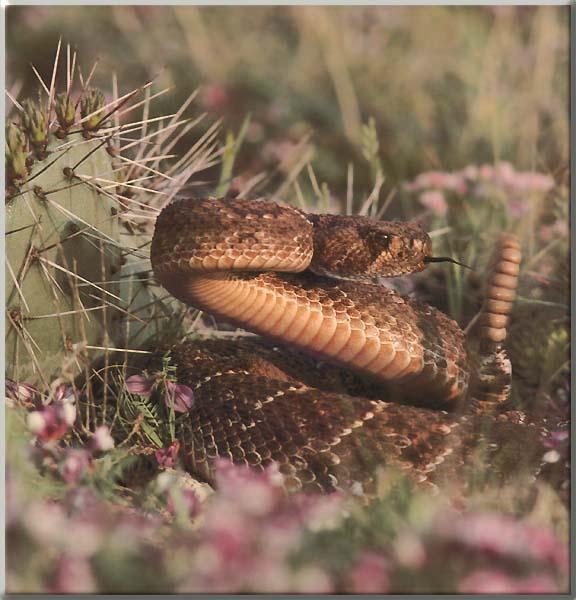 Western Diamondback Rattlesnake 01-Coiled-Closeup.JPG