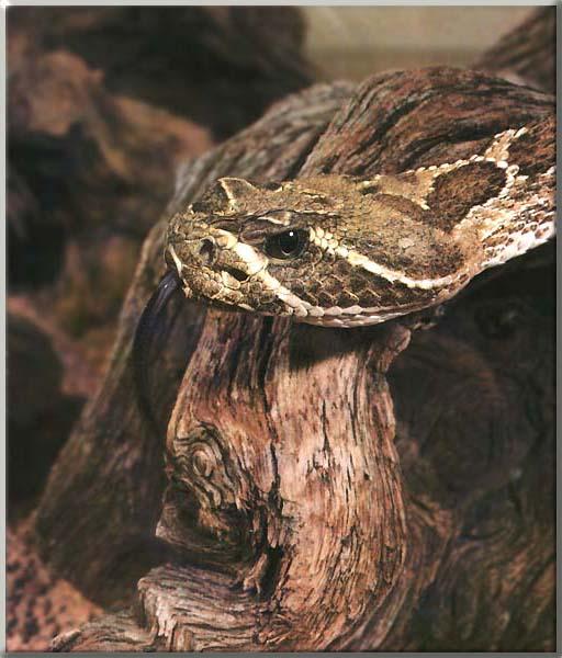 Western Diamondback Rattlesnake 03-Head Closeup-On old tree.JPG