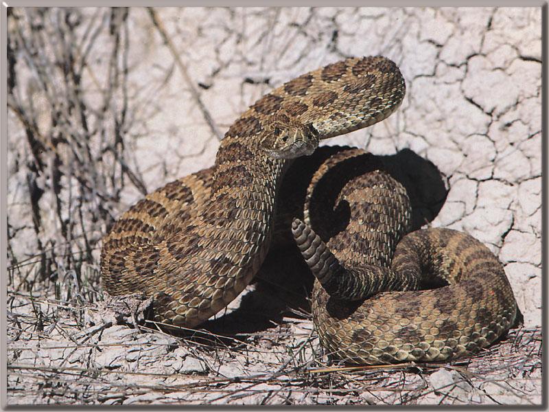 Western Rattlesnake 01.jpg