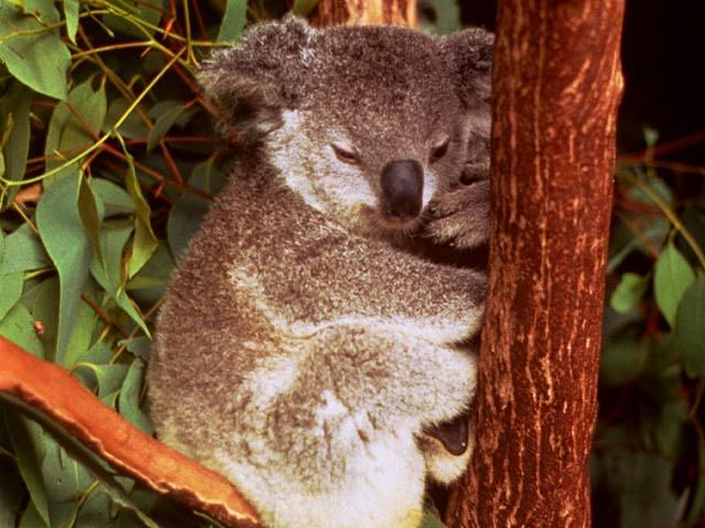 koala01.jpg