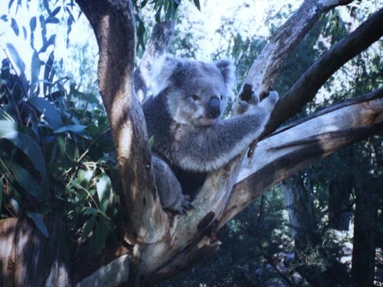 koala1-MelbourneConservatory.jpg