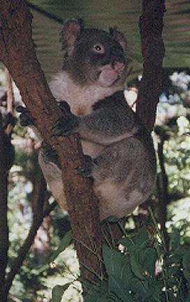 koala02-trunk.jpg