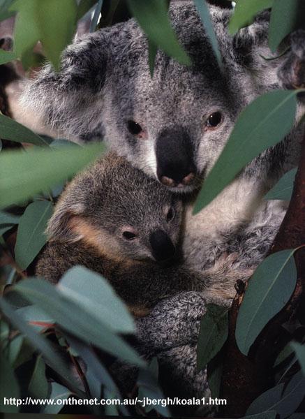 koala12.jpg