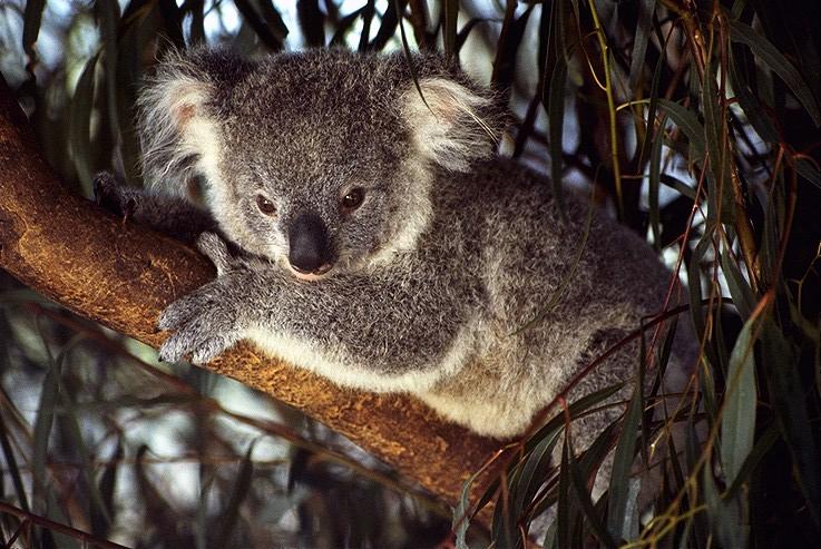 koala52.jpg