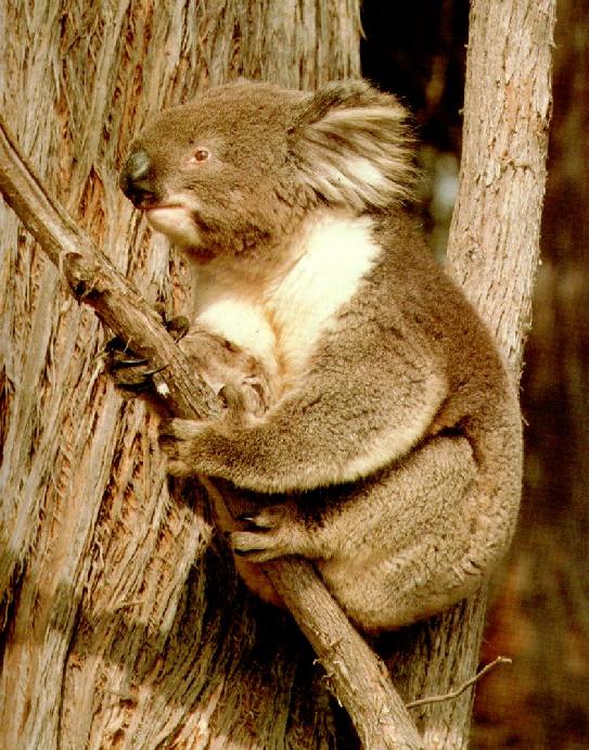 koala-2.jpg