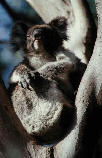 koala-3.jpg