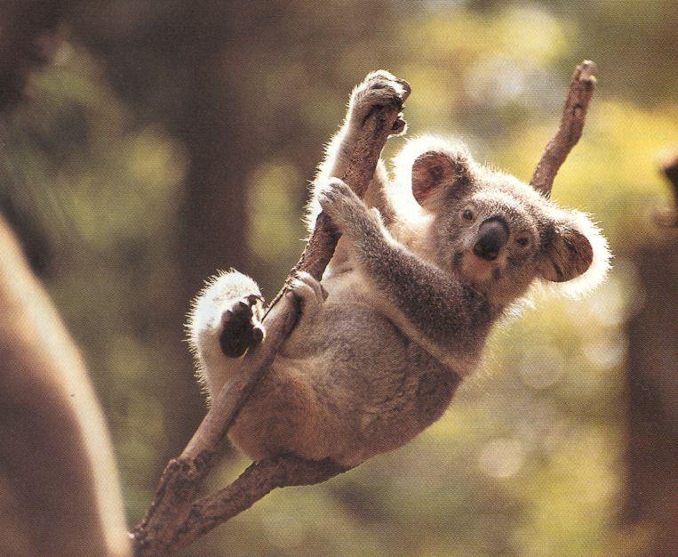 Koala-by Joel Williams.jpg