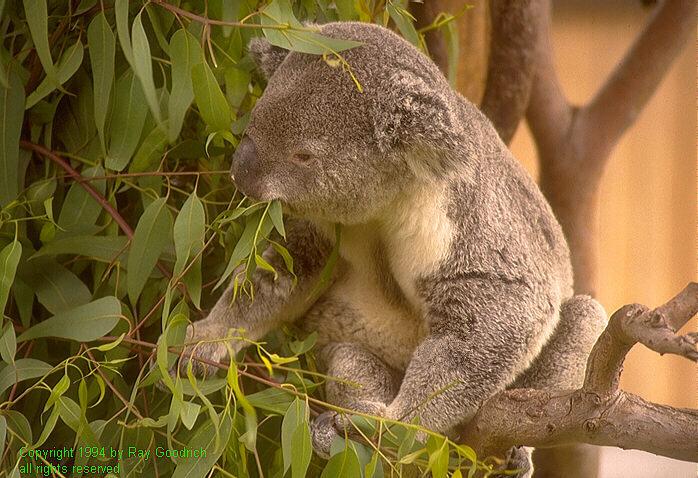 koala-eating-leaves.jpg