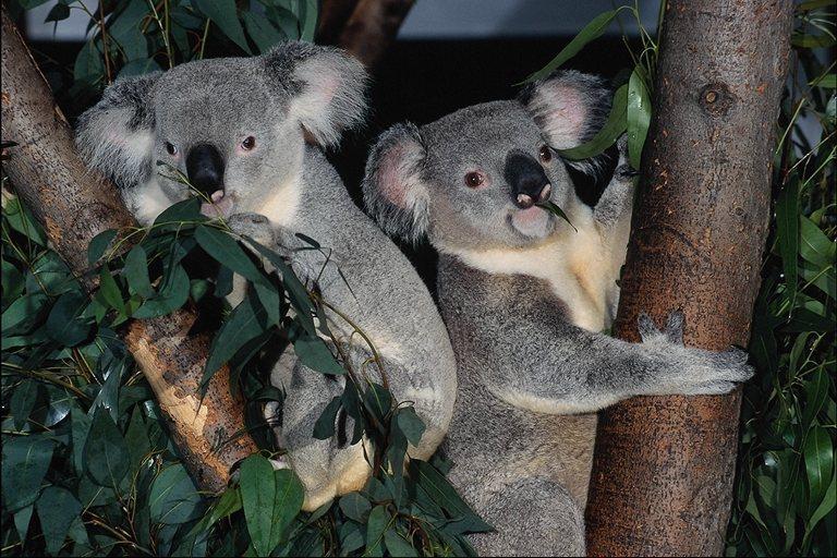 koalas pair-dinner on tree.jpg