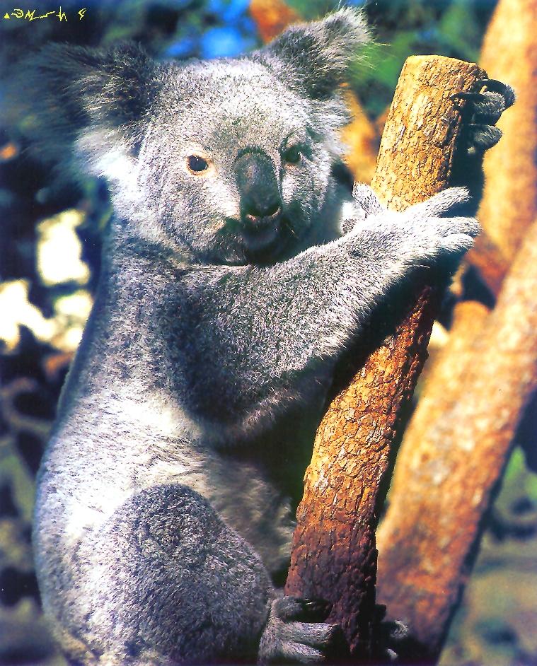Koala-uptree-closeup.jpg