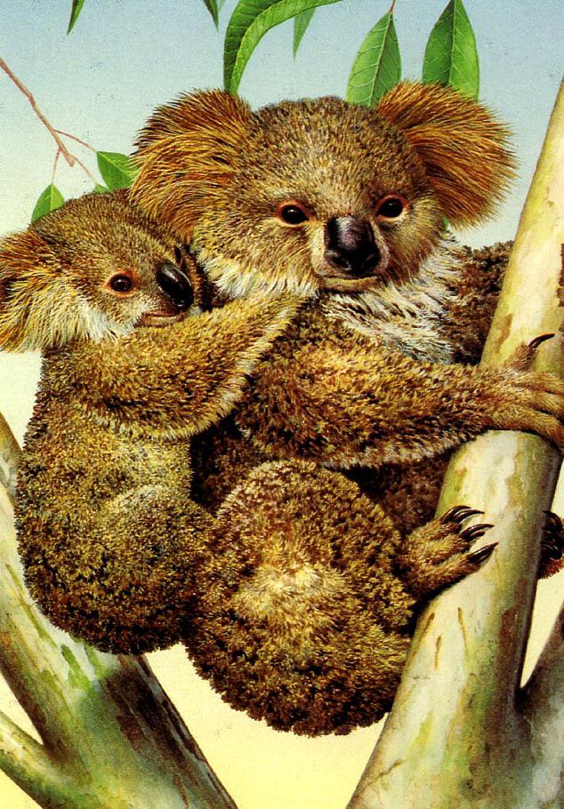 KsW-Misc-0002-Koalas-mom and baby.jpg