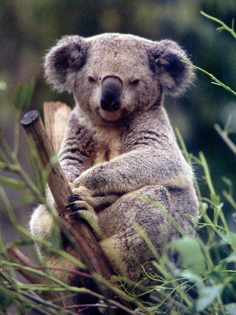 lj Herbivorous Marsupial AKA Koala.jpg