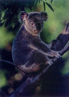 lj Koala.jpg