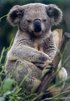 lj Koala Me.jpg