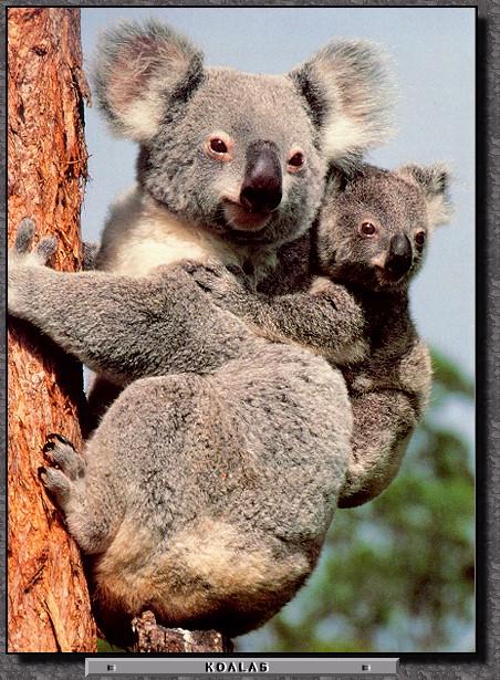 ma-ma-koala.jpg