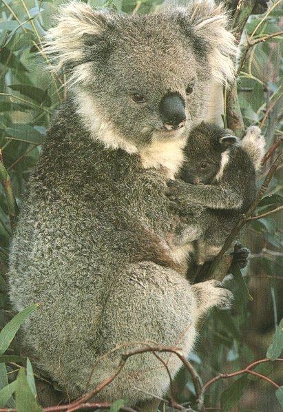 ma-ma-koala 01.jpg