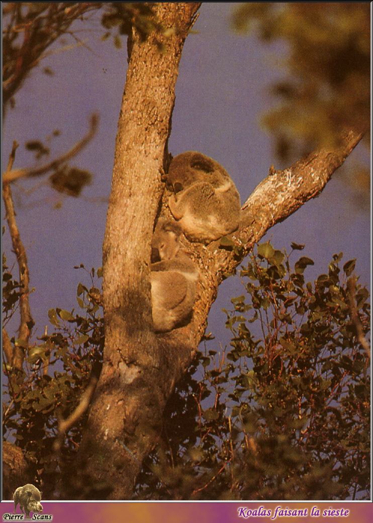 PO wl 042 Koalas.jpg