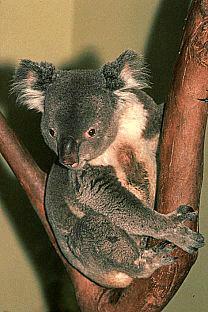 SDZ 0002-Koala-OnTree.jpg