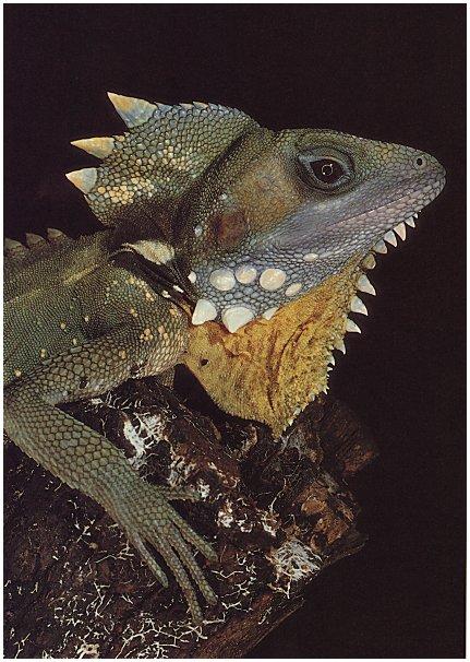 Reptile-002-Boyd\'s Forest Dragon.jpg