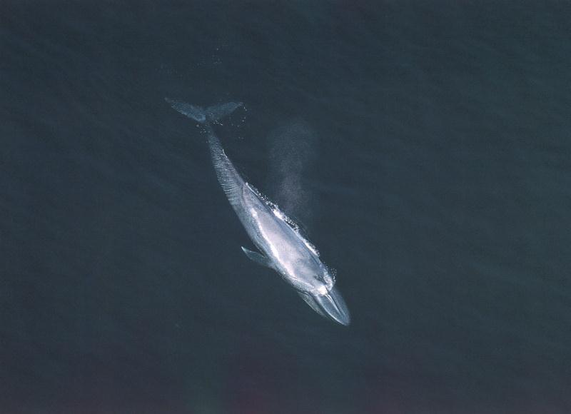 Blue Whale02.jpg