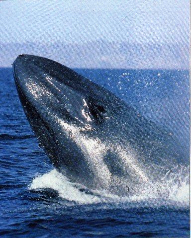 Blue Whale Head.jpg