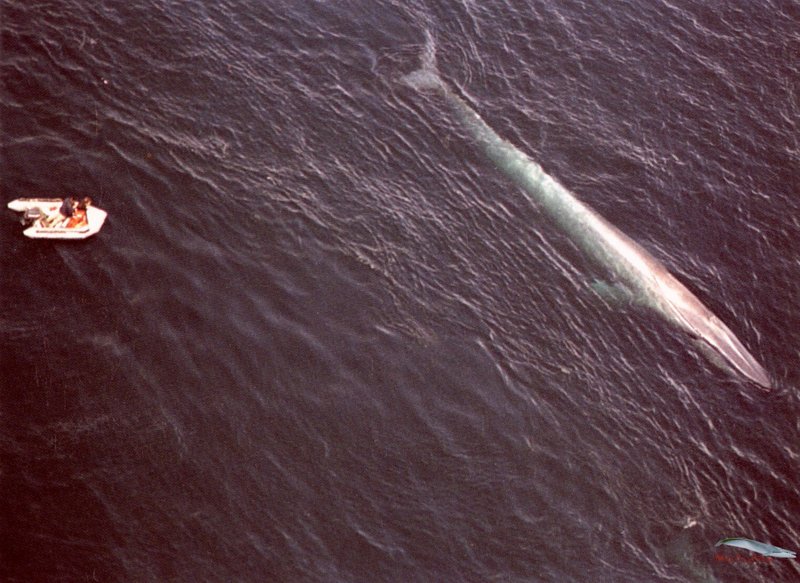 Blue Whale with a RHIB.jpg